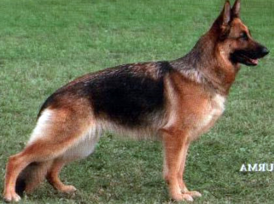 Patty von den Dolomiten