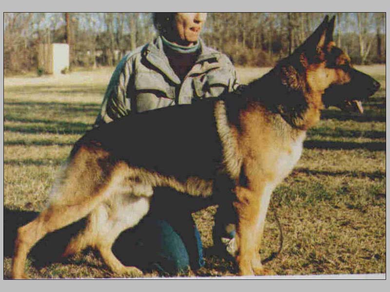 Pirol van 't Enclavehof