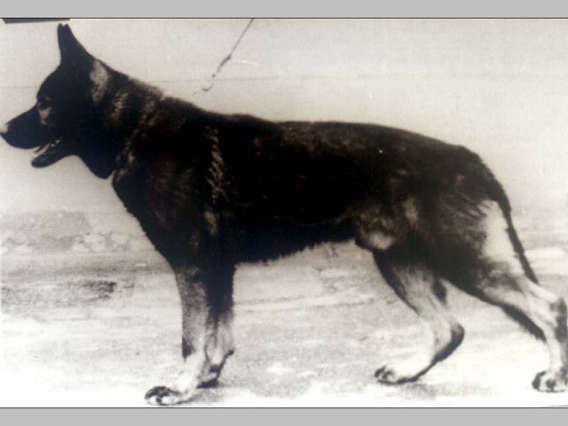 Din z Pohranicni straze