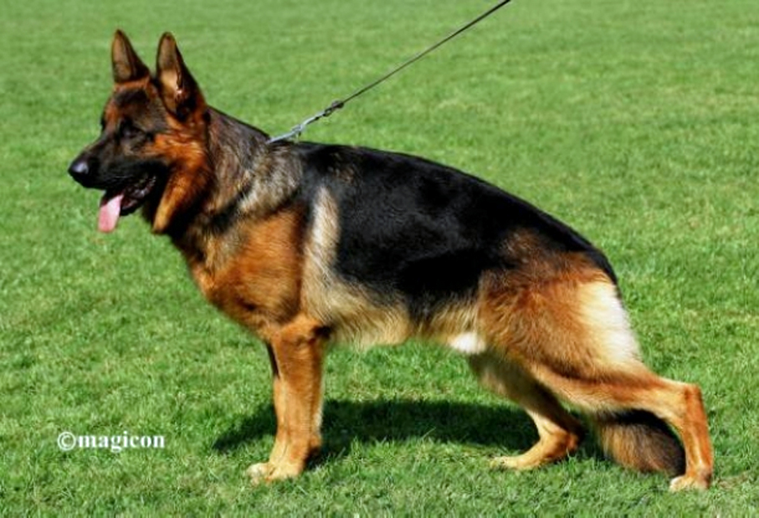 Momo von der Zenteiche