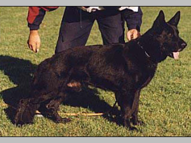 Chuligan z Pohranicni straze