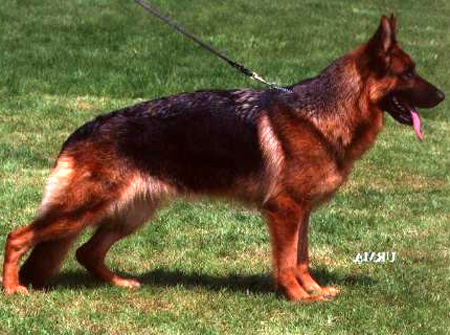 Winnie vom Mittelwest