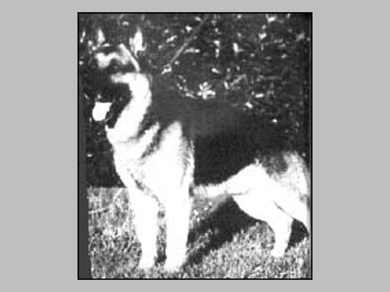 Pascha von Spitzbubezwinger