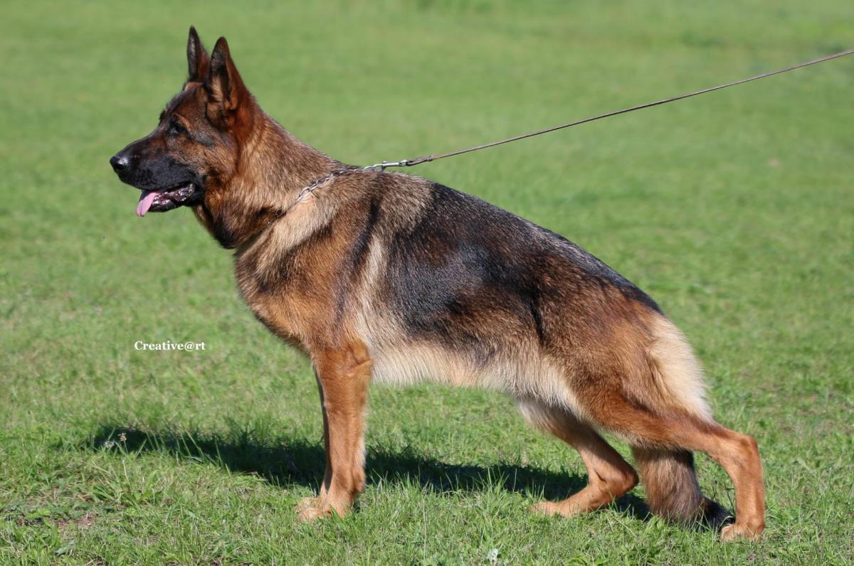 Patricia vom Zellwaldrand