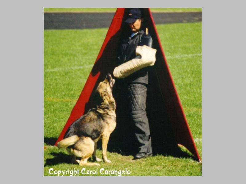 Gringo vom Deufringer Schloß