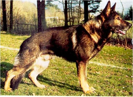 Tilly von der Krone (WT 03-1896)