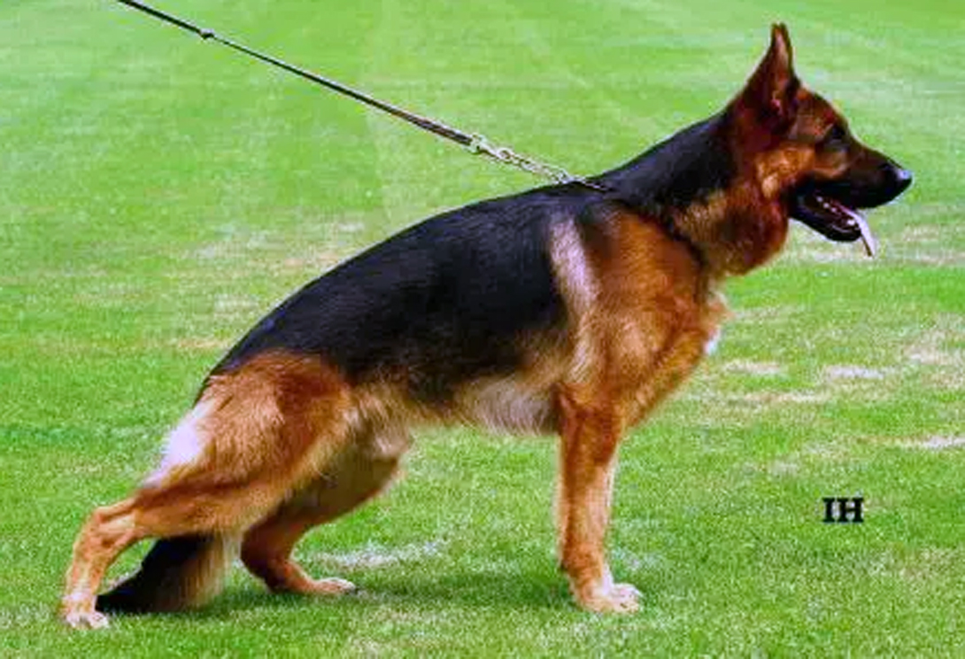 Esko aus der Brunnenstraße