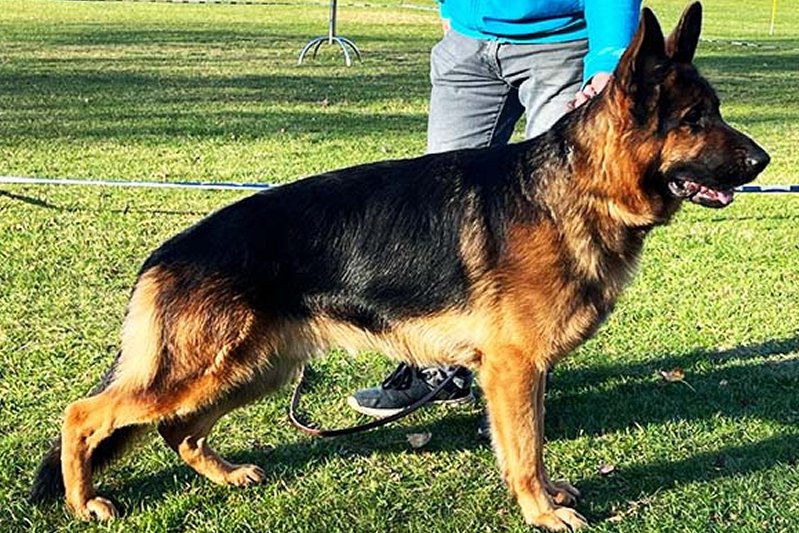 Bjay vom Türkenkopf