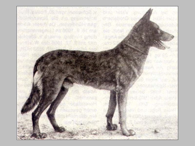 Audifax von Grafrath