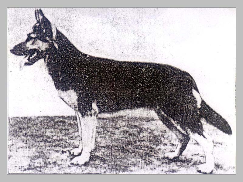 Signor von der Krone