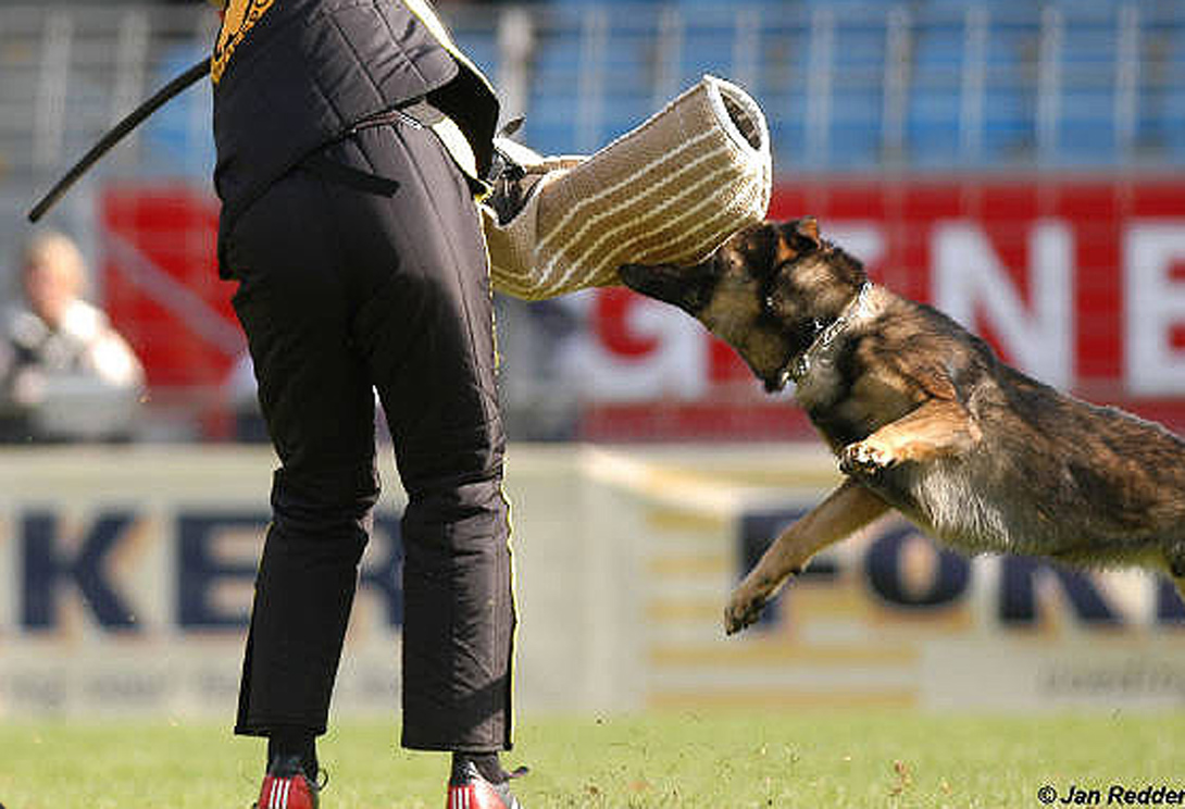 Zidane vom Haus Sevens