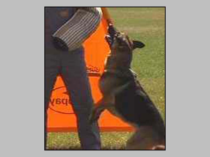 Condor-II vom Leerburg