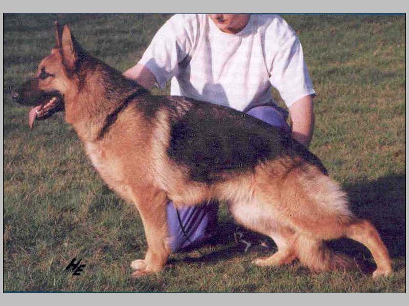 Vegas vom Steffen Haus