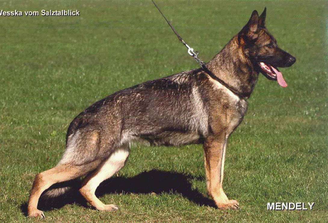 Wesska vom Salztalblick