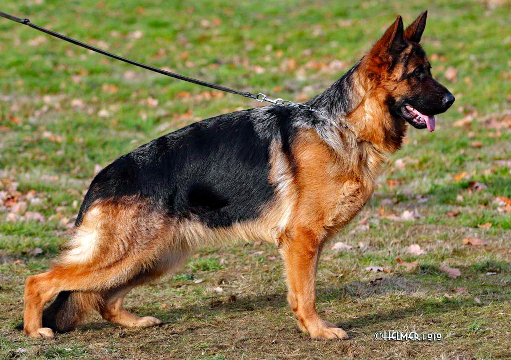 Valetta vom Osterberger-Land