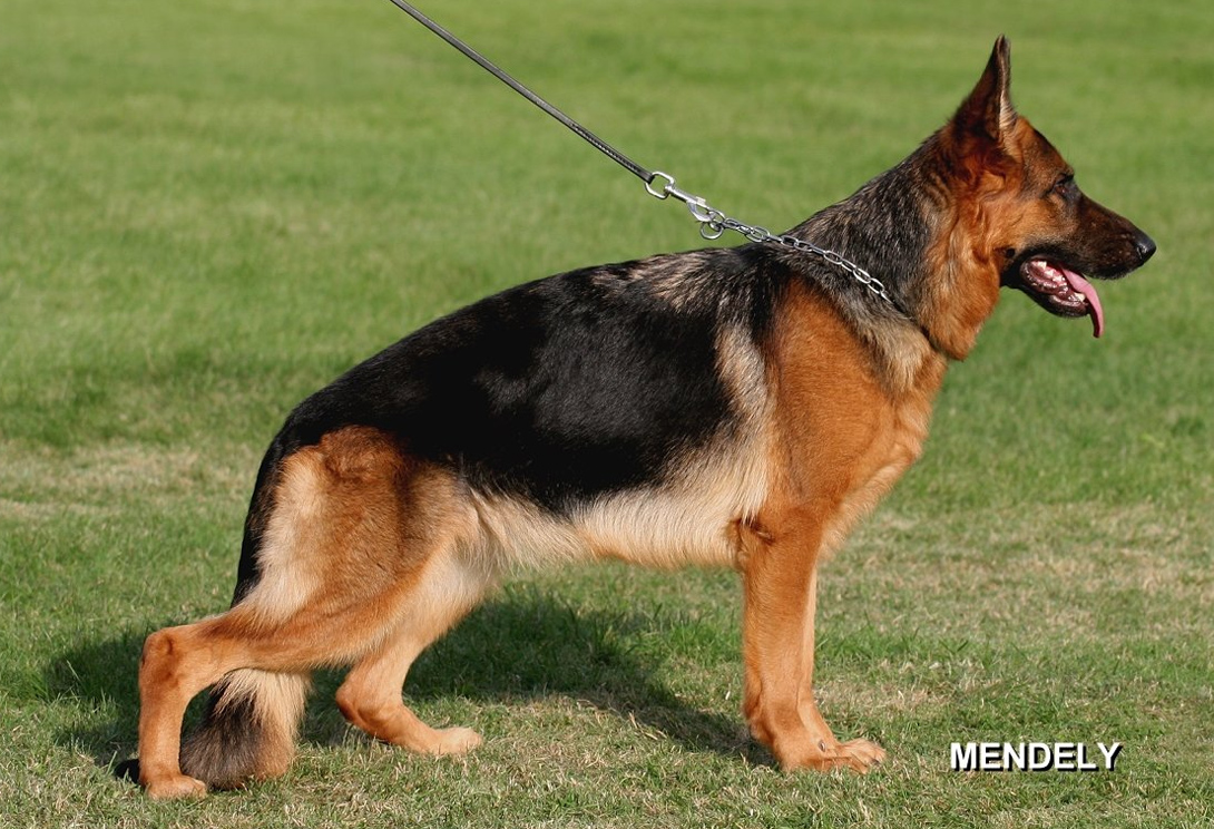 Simba vom Schloß Weitmar