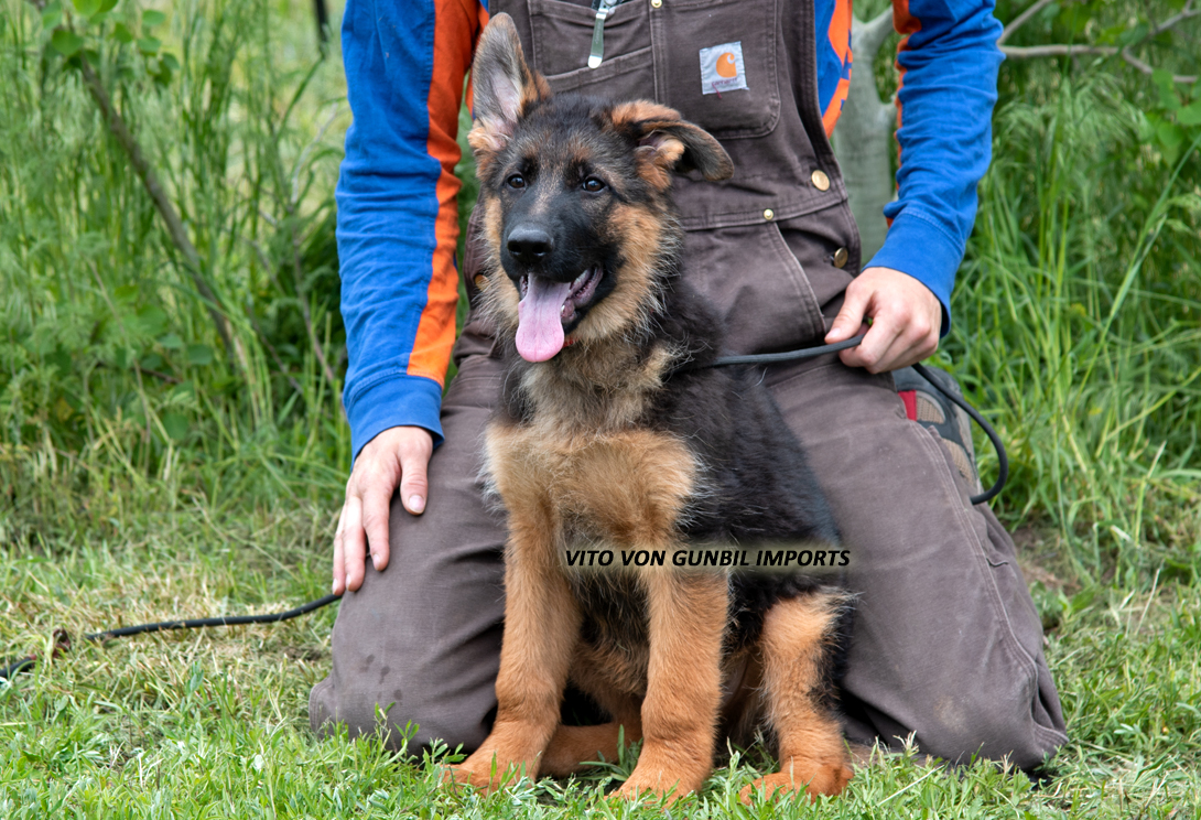 Vito vom Osterberger-Land