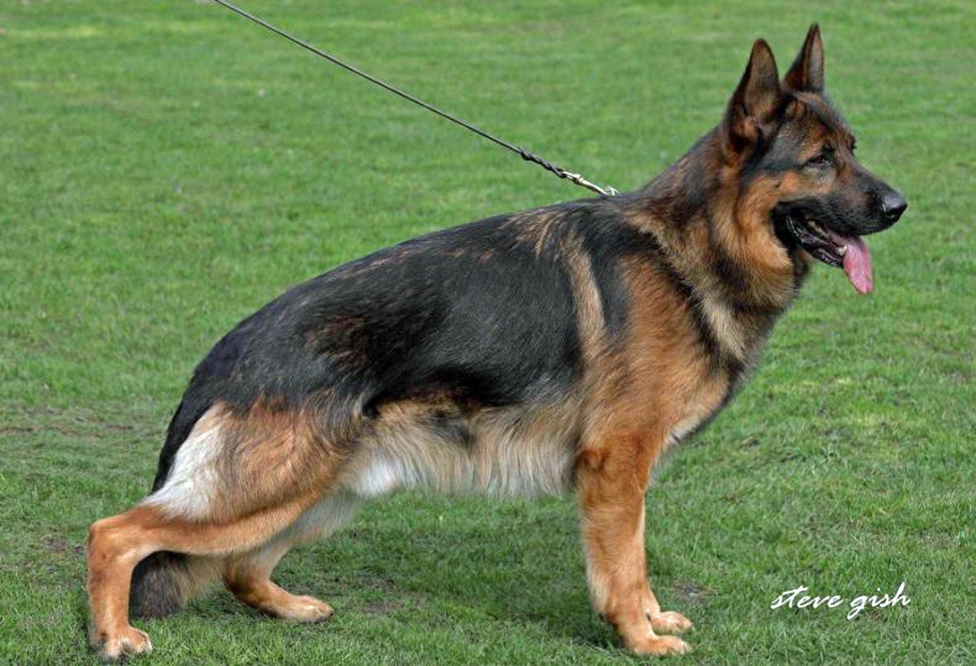 Larus vom Fichtenschlag