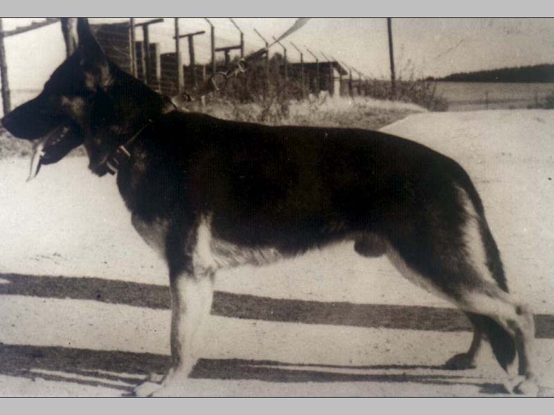 Ingo z Pohranicni straze