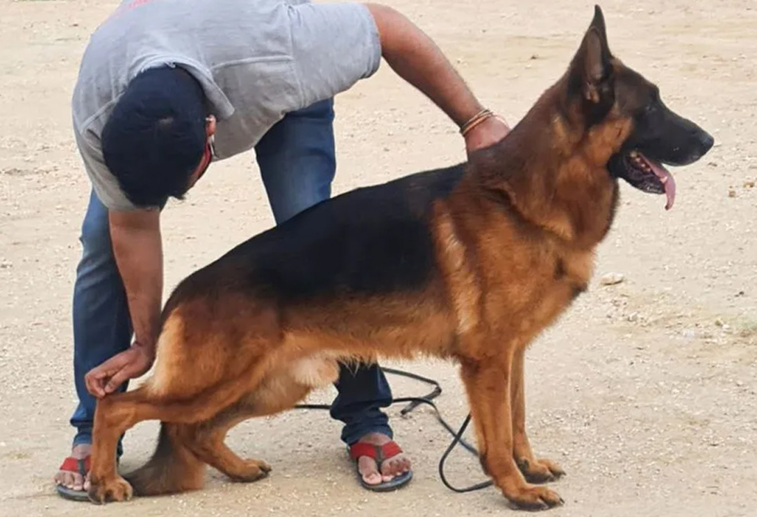 Scooter von den Gnitzer Höhen