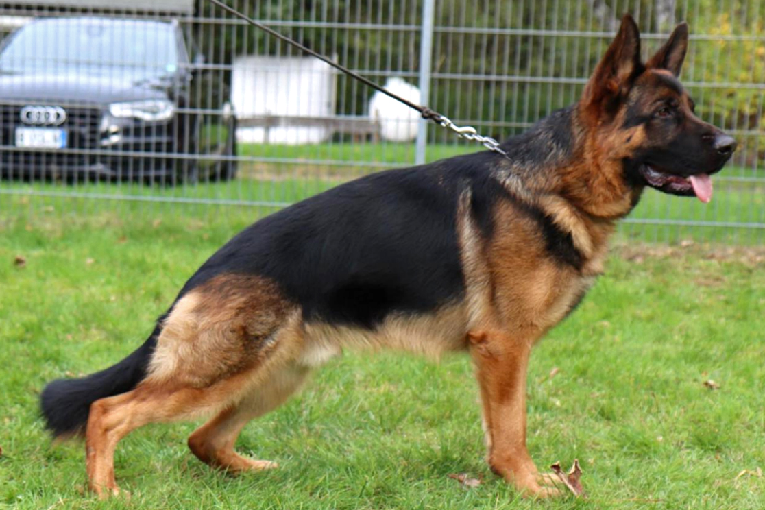 Gangster Team vom Holtkämper Hof