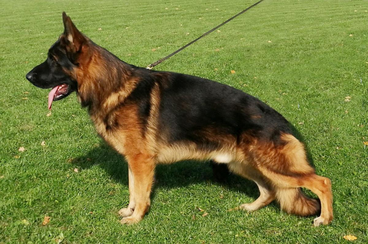 Banjo vom Leithawald