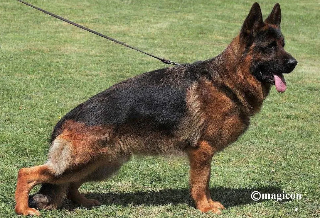 Batist vom Sachsenwappen