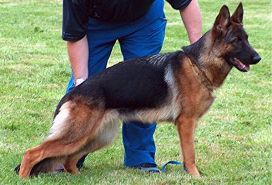 Binie vom Akazien-WÃ¤ldchen