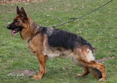 Brendy vom Heidknapp