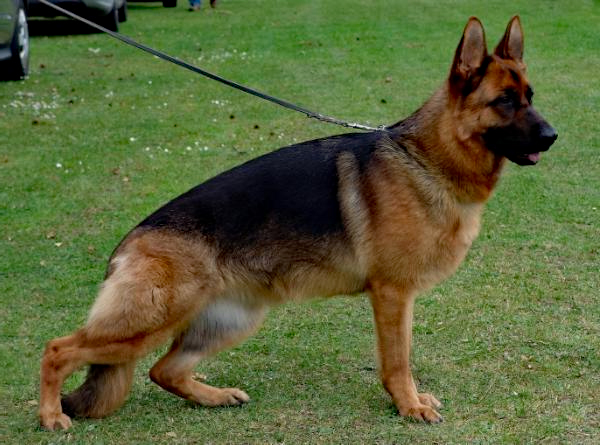 Bruni vom Emkendorfer Park