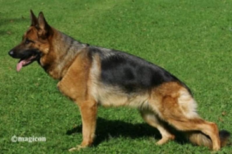 Candy von der Burg Haidstein