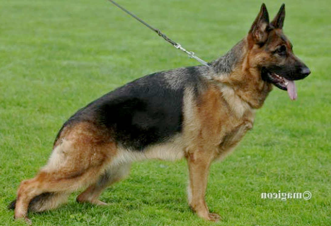 Cara von der Kanisfluh