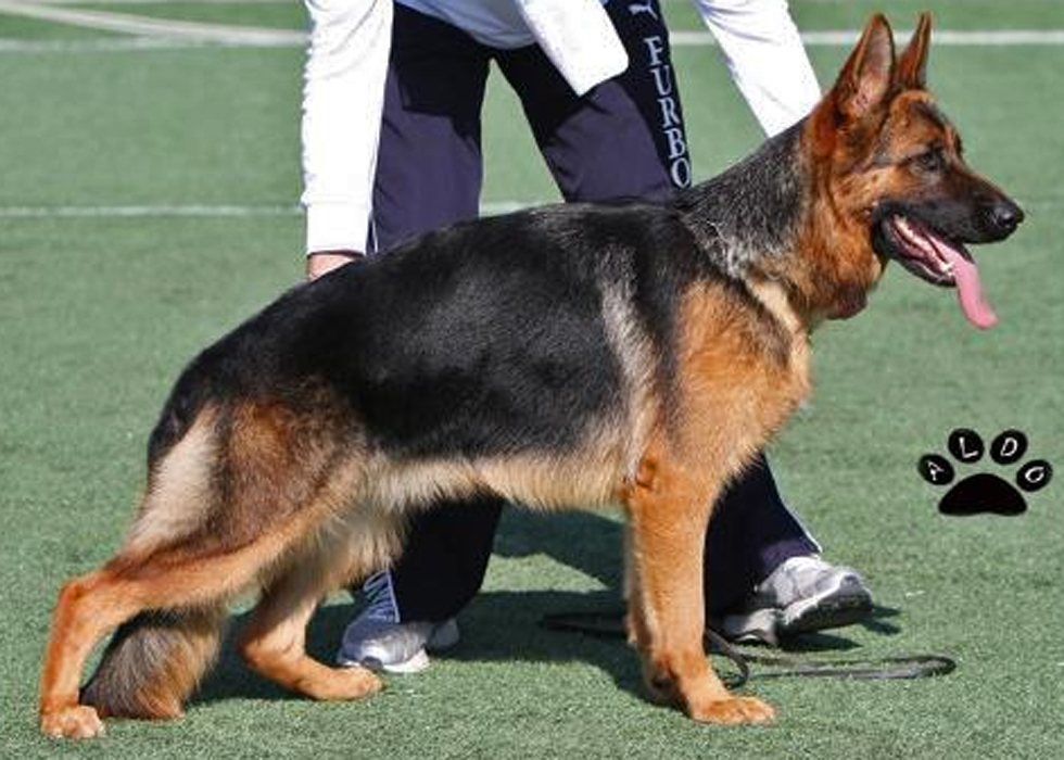 Chanel della Valle dei Rovi