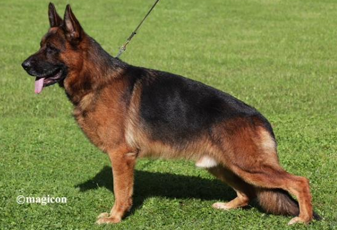 Charly zum KolbenguÃŸ