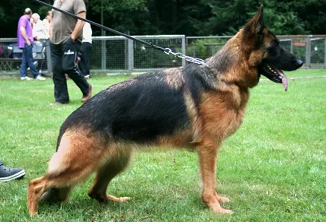 Chyara vom Sylter Bogen