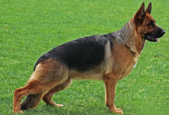 Chira vom Osterberger-Land