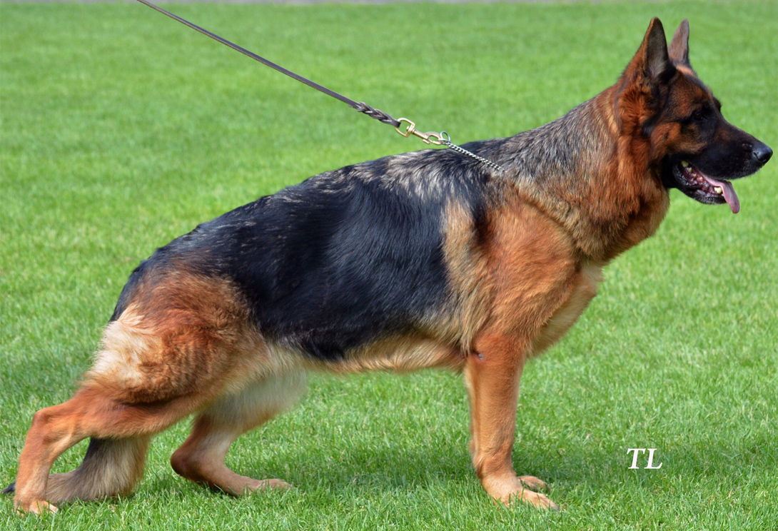 Delfine Team Leiksaid