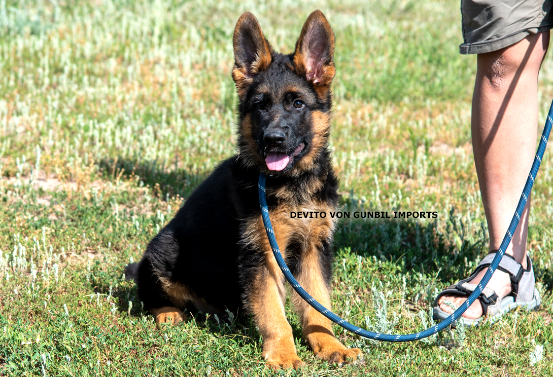 Devito vom Osterberger-Land