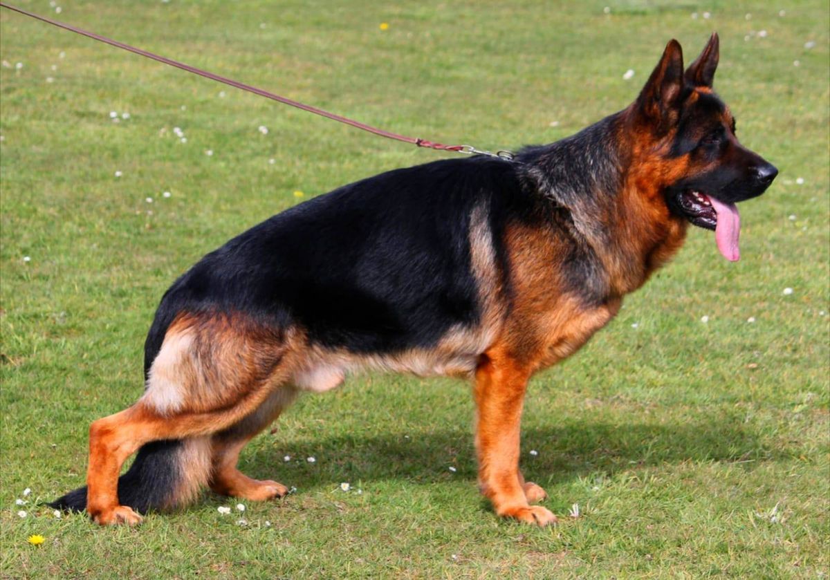 Dieke van't Groot-Fehn