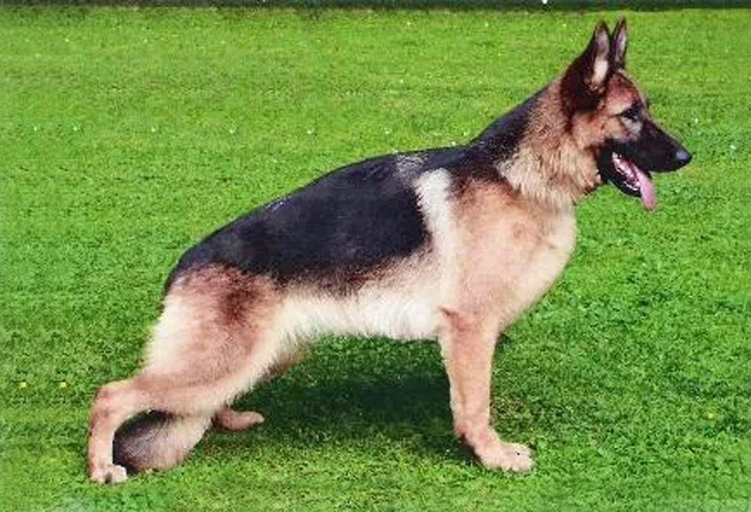 Dieva vom schwarzen Mandarin