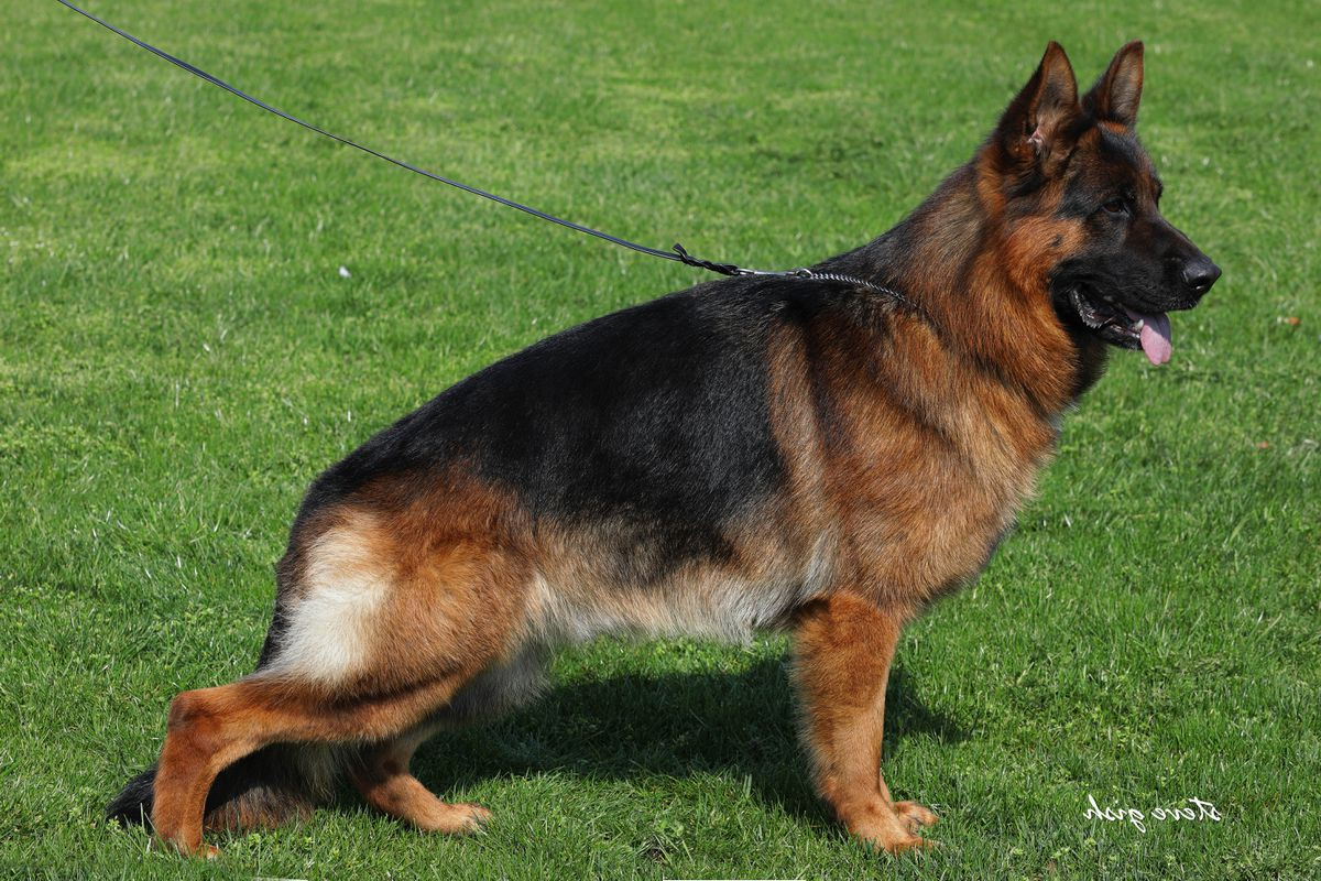 Digger von Edelweiss