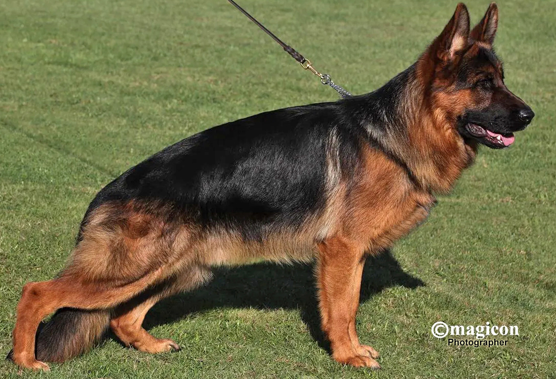 Digger vom Goldschmiedsborn