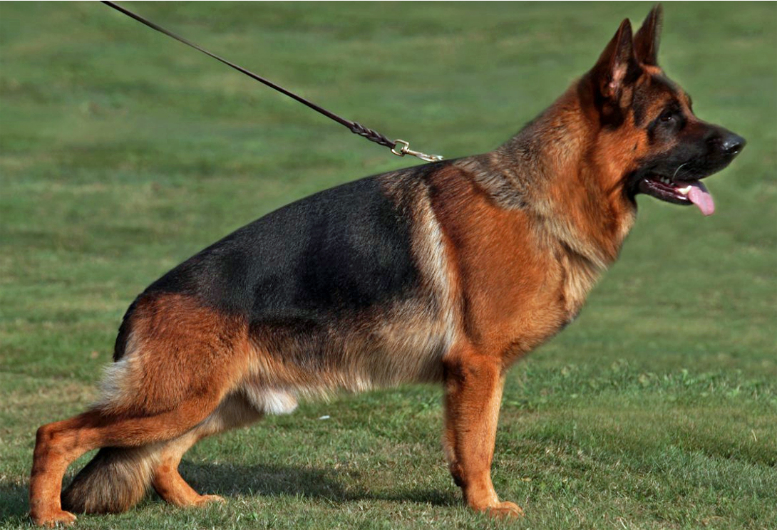 Einstein vom Treuenbrietzener Land