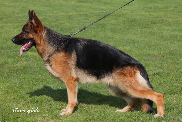 Ellis van de Modderbeek