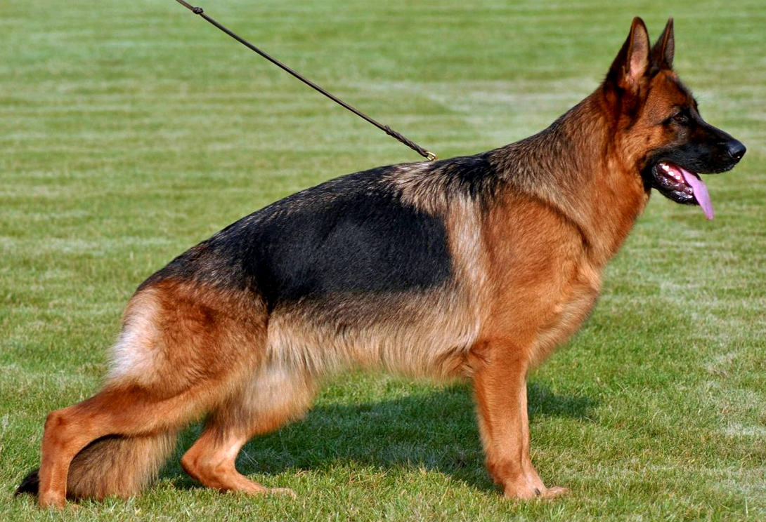 Felicita von Schnitzerteam