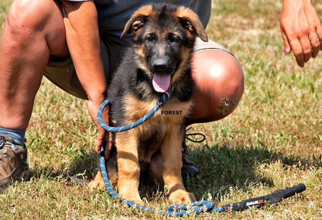 Forest vom Osterberger-Land