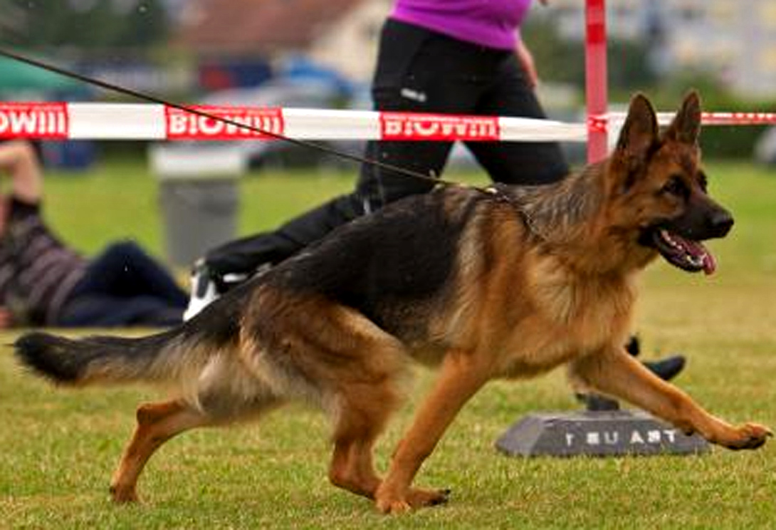 Gipsy vom kleinen Zauberberg