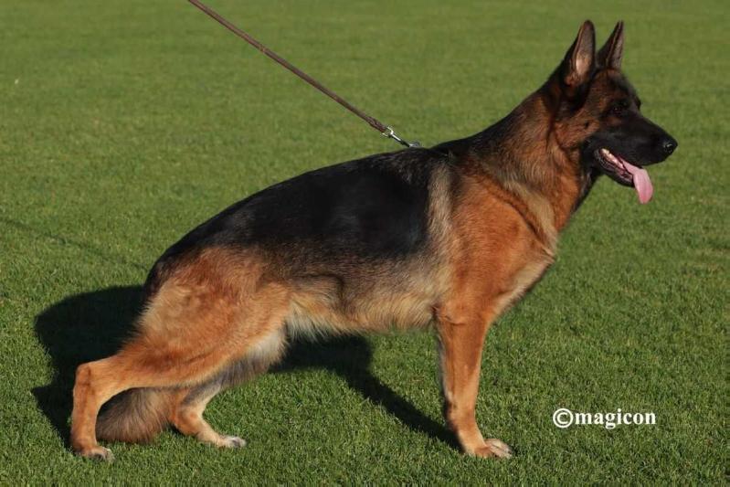 Gloria vom Emkendorfer Park