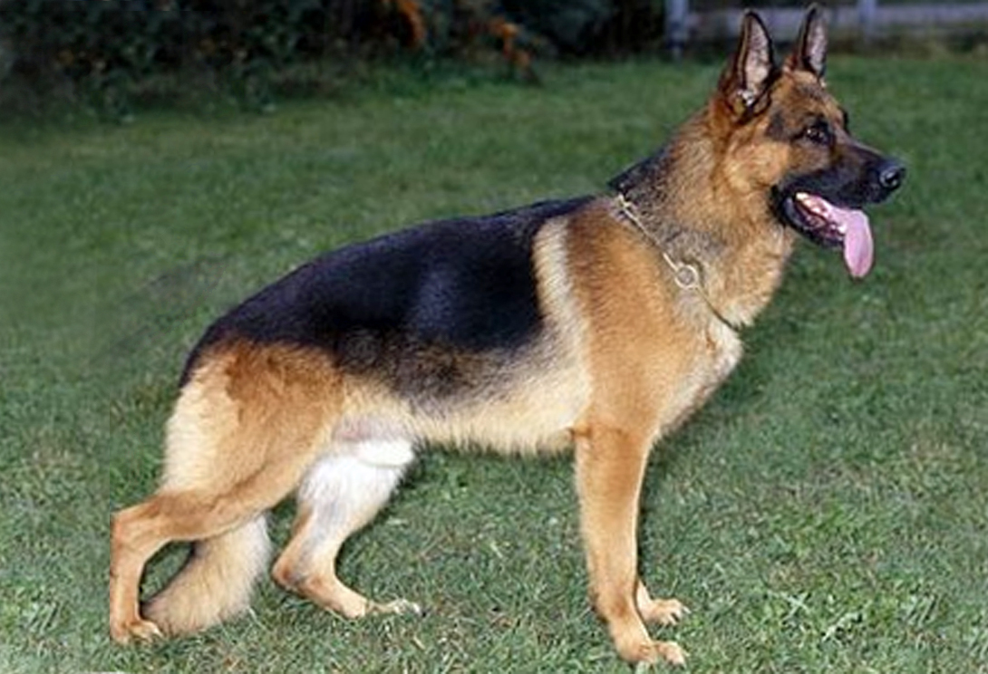 Gundo von der Czarda