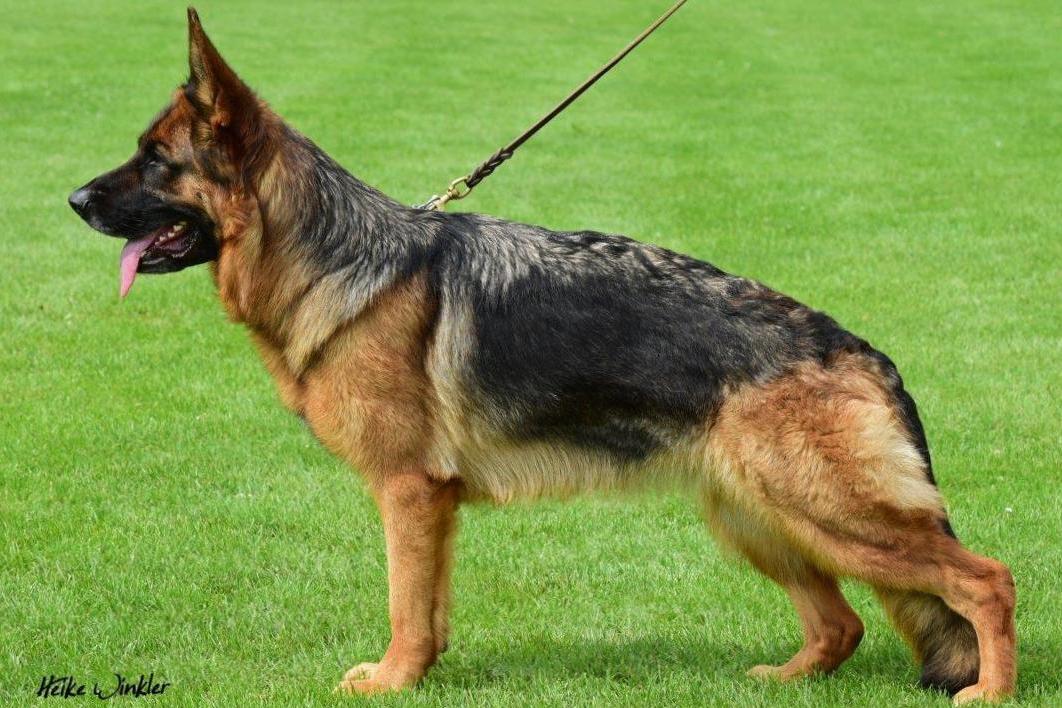 Hadja von der Zenteiche